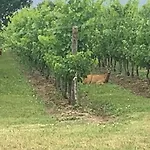 Σπίτι διακοπών Chateau De Charme Proche De St Emilion Nérigean