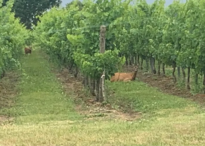 Vakantiehuis Chateau De Charme Proche De St Emilion Nérigean